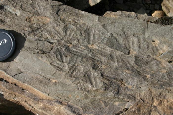 a rock slab showing a grouping of small trilobite fossils, with a camera lens cap for sizing